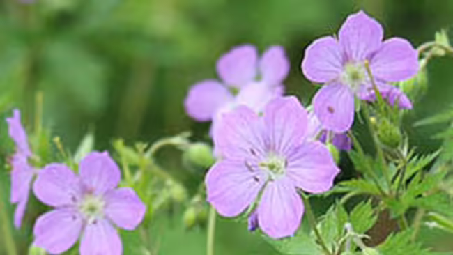 wild geranium