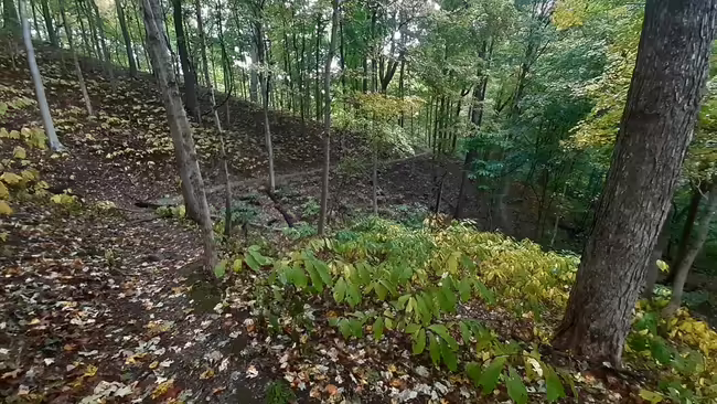 Forest scene photo