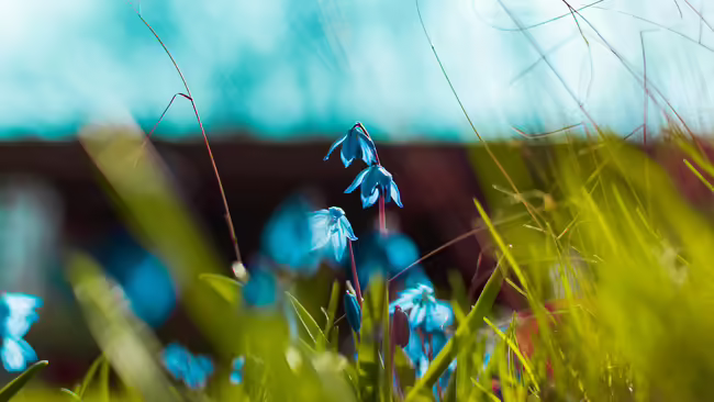 blue flowers in a field