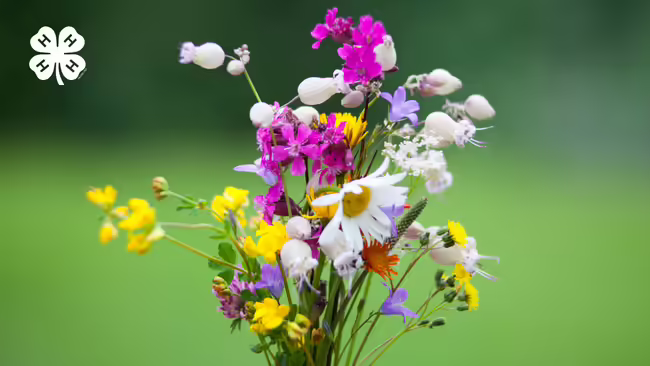 A colorful wildflower bouquet. A white 4-H clover in the upper left corner.