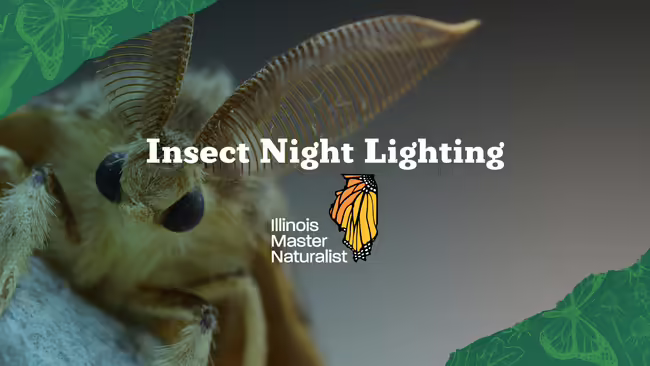 Up close image of moth