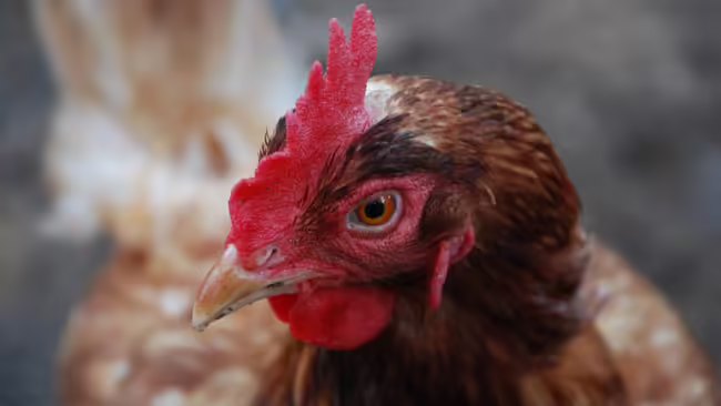 rooster
