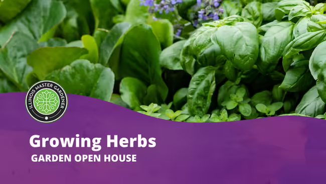 Growing Herbs text pictured over purple block with herbs pictured in the background