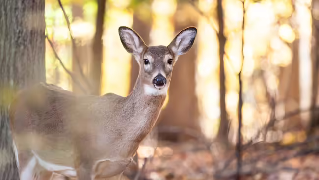 A white-tailed deer in a forest