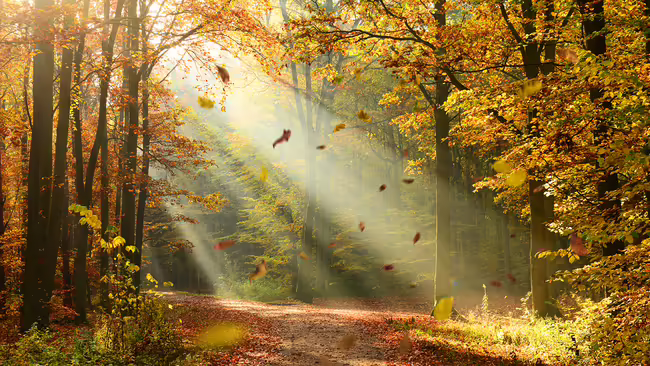 A sunray shining through fall trees.