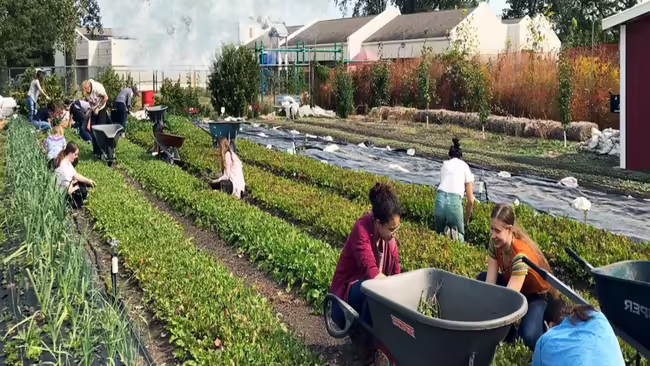 people working among agricultural rows of an urban farm