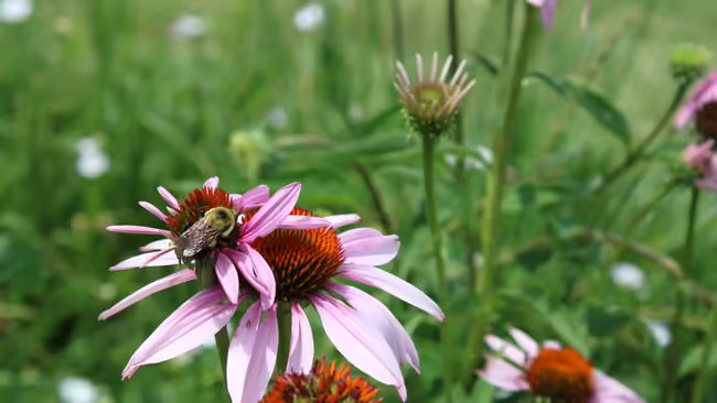 Bee on a flower