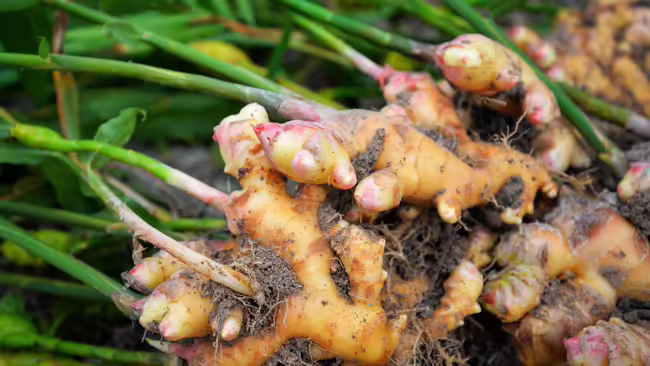 Ginger plant