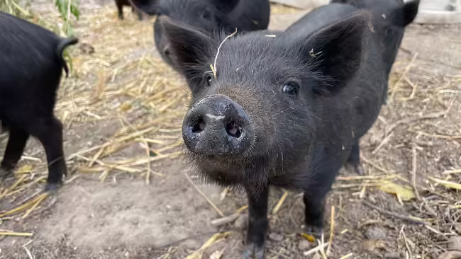 black piglet