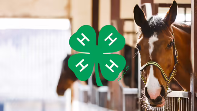 horses in stalls. green 4-H clover
