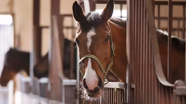 horses in stalls