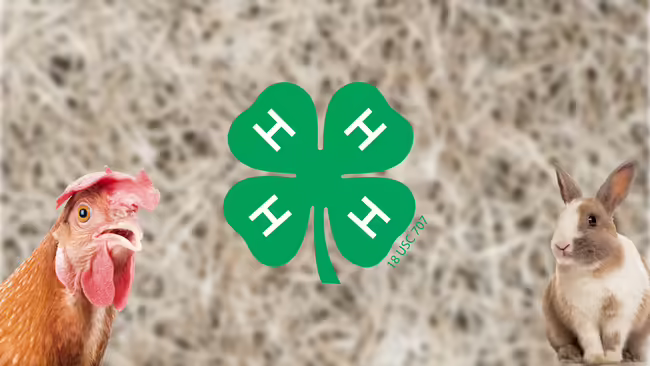 Rooster, green 4-H clover, rabbit in front of straw