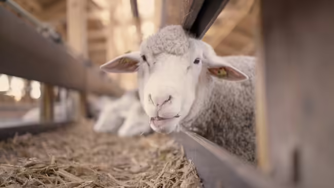 sheep in barn