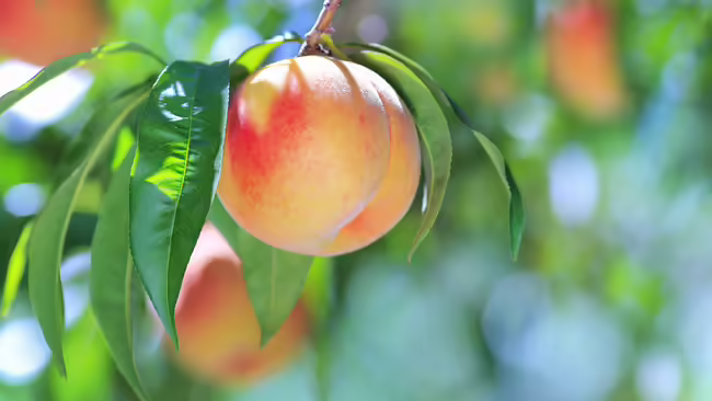 A peach on a tree.