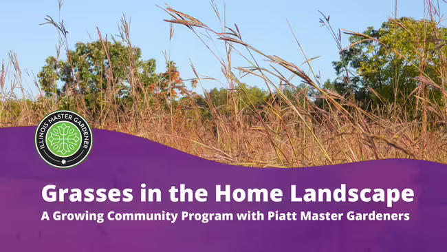 Grasses in the Home Landscape text pictured over purple with native grasses pictured as well