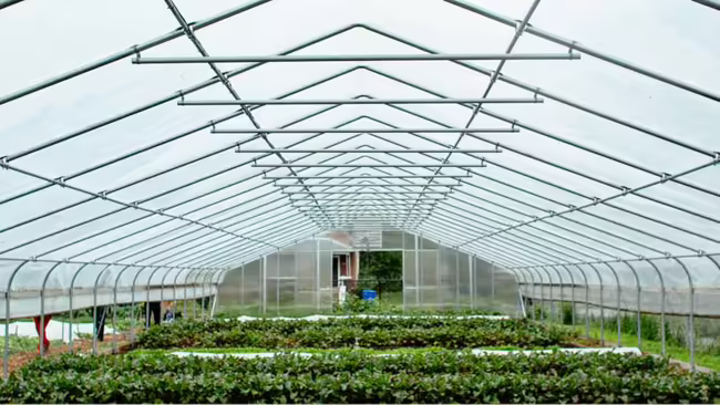 inside of a hoop house with agricultural products growing