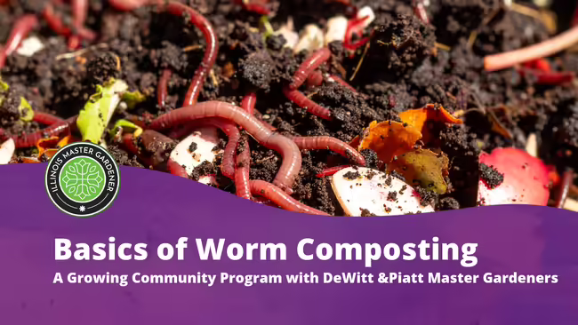 Basics of Worm Composting, text pictured over purple background with soil and worms pictured 