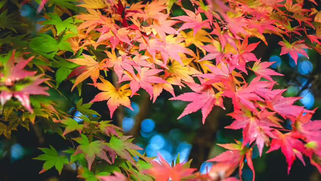 Close-up of colorful autumn leaves on a tree branch, showing shades of green, yellow, orange, and red with a blurred background of blue sky and foliage.