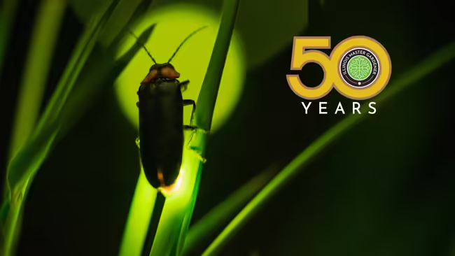 close up of a firefly lighting up on a blade of grass