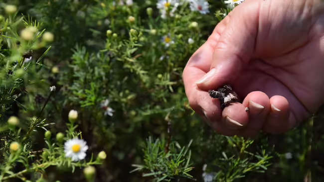 a hand picking native seeds