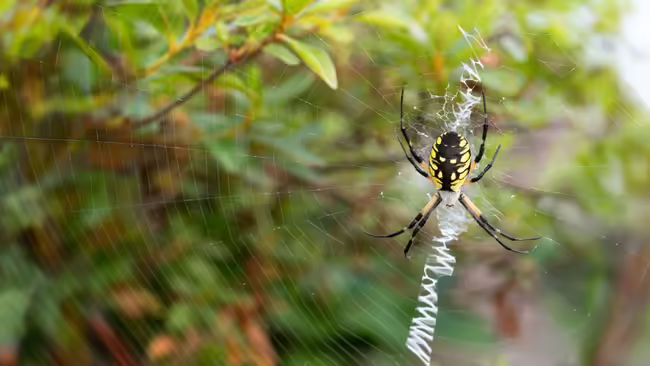 Yellow garden spider