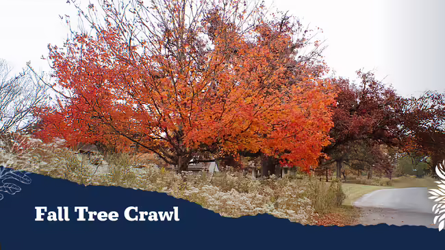 Large tree with orange leaves
