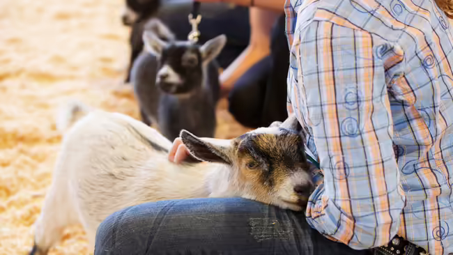 Close-up of youth with goat and additional youth and goat in background