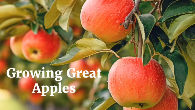 Apples growing on tree