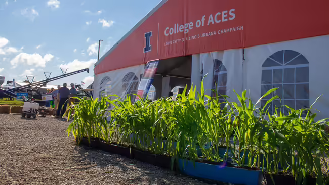 A large exhibitor tent with corn growing in front of it