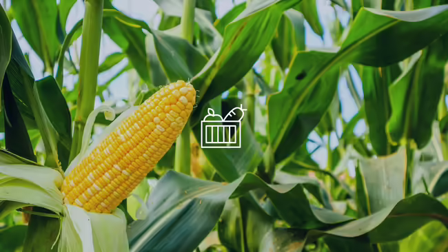 Corn in a field with Modern Homesteading branding