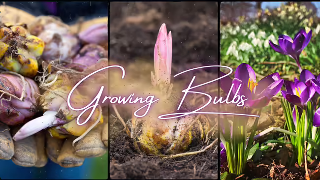 Growing Bulbs test pictured over various flower bulbs 