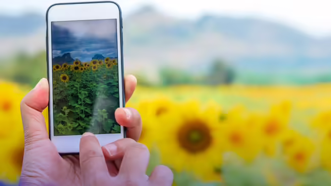 A person holds a phone to take a picture of a field of sunflowers.