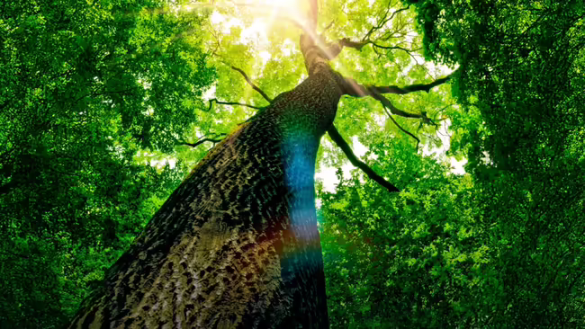 A tall tree trunk with green leaves in the background, shot from below with the sun shining through the branches.