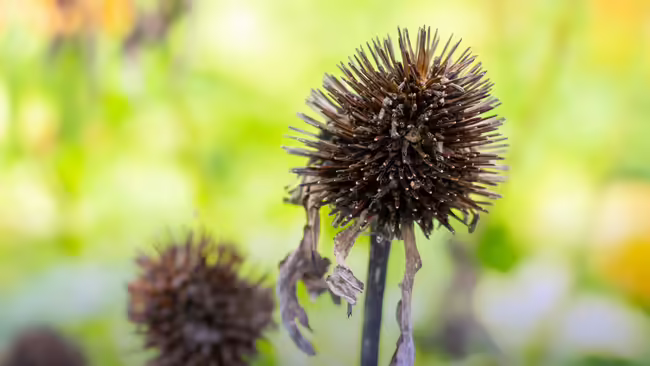 A dried up flower head from a purple coneflower.