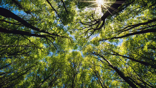 trees