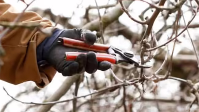 gloved hand with pruning shears