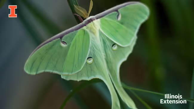 A Luna moth on a plant stem with Illinois Extension branding.