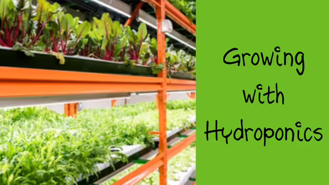 plants in hydroponics plant Growing with Hydroponics