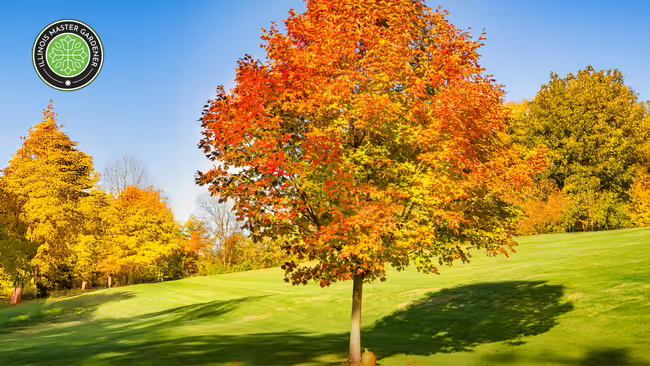 A maple tree with orange and yellow leaves stands on a grassy hill. Master Gardener logo in upper lefthand corner.
