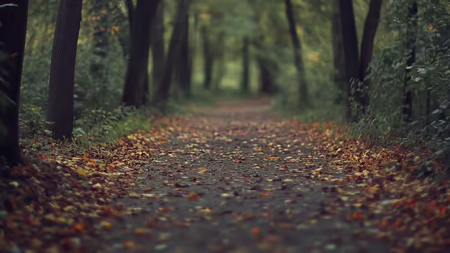 A path in the woods covered with fallen leaves.