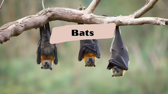 Three bats hanging upside-down from a weathered tree branch.