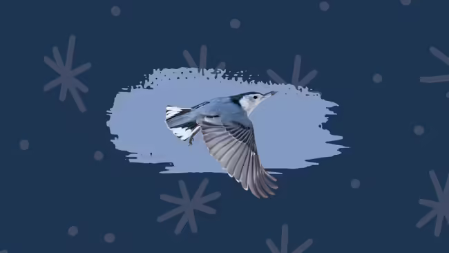 A blue jay flying through white falling snow.