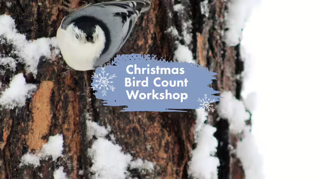 A small gray bird with white and black markings sitting on a tree trunk covered in snow.