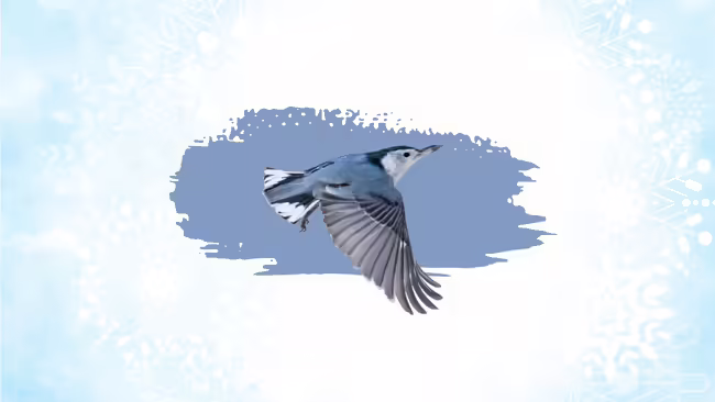 A blue jay flying through falling snow.
