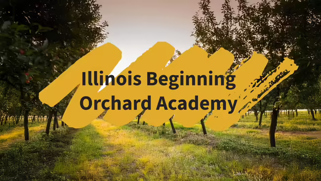 apple orchard at sunset