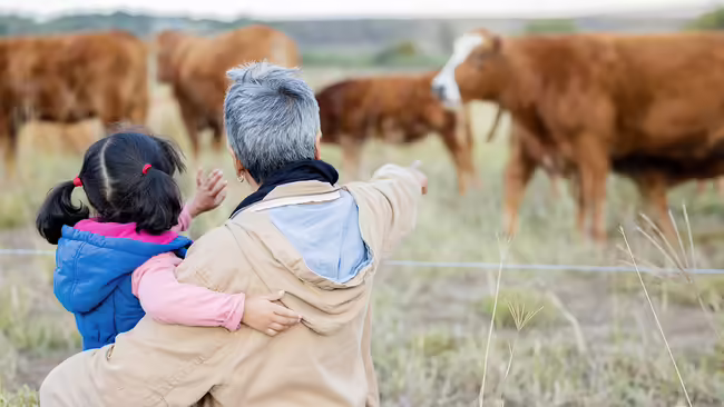 An adult holding a young child while looking at a pasture of cattle.