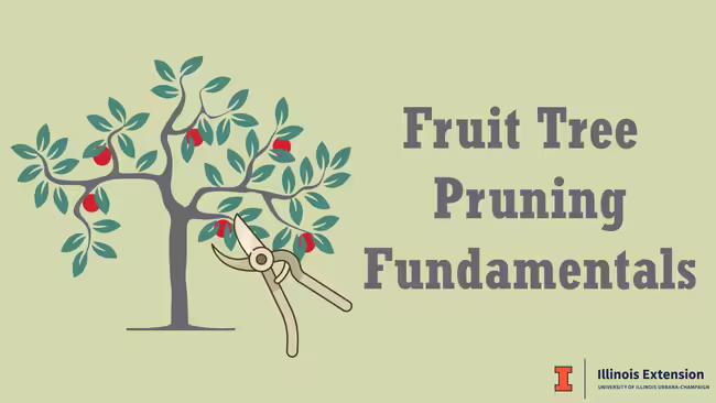 fruit tree being pruned