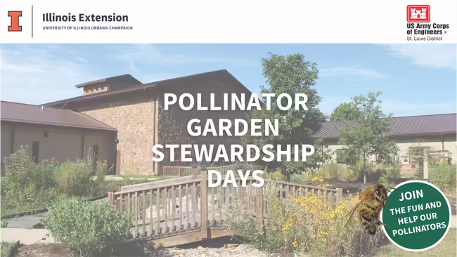 A pollinator garden surrounding a wooden bridge in front of a brick building.