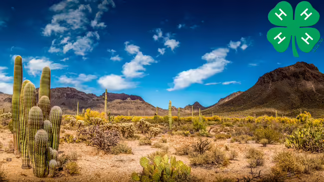 Desert landscape with 4-H clover
