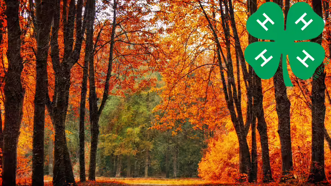 Autumn Landscape with 4-H clover
